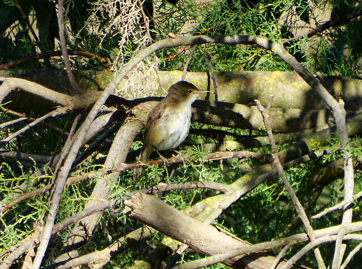 Common Reed Warbler - ML619719945