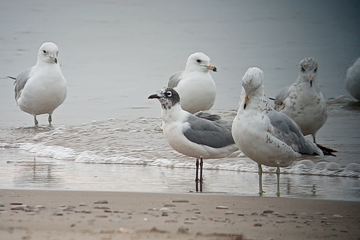 Franklin's Gull - Samuel Perfect