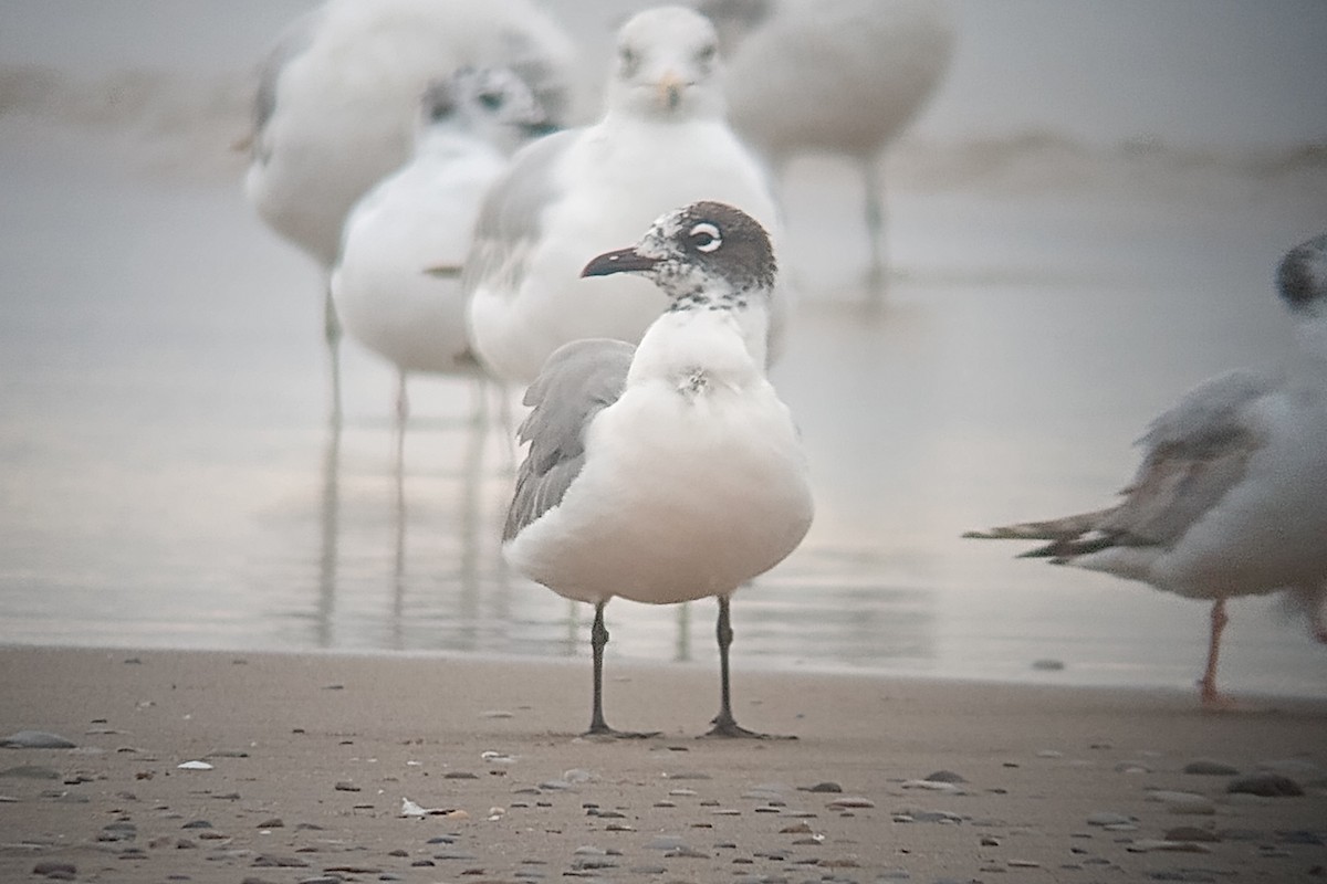 Franklin's Gull - ML619719968