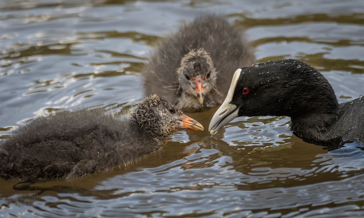 Eurasian Coot - ML619719993