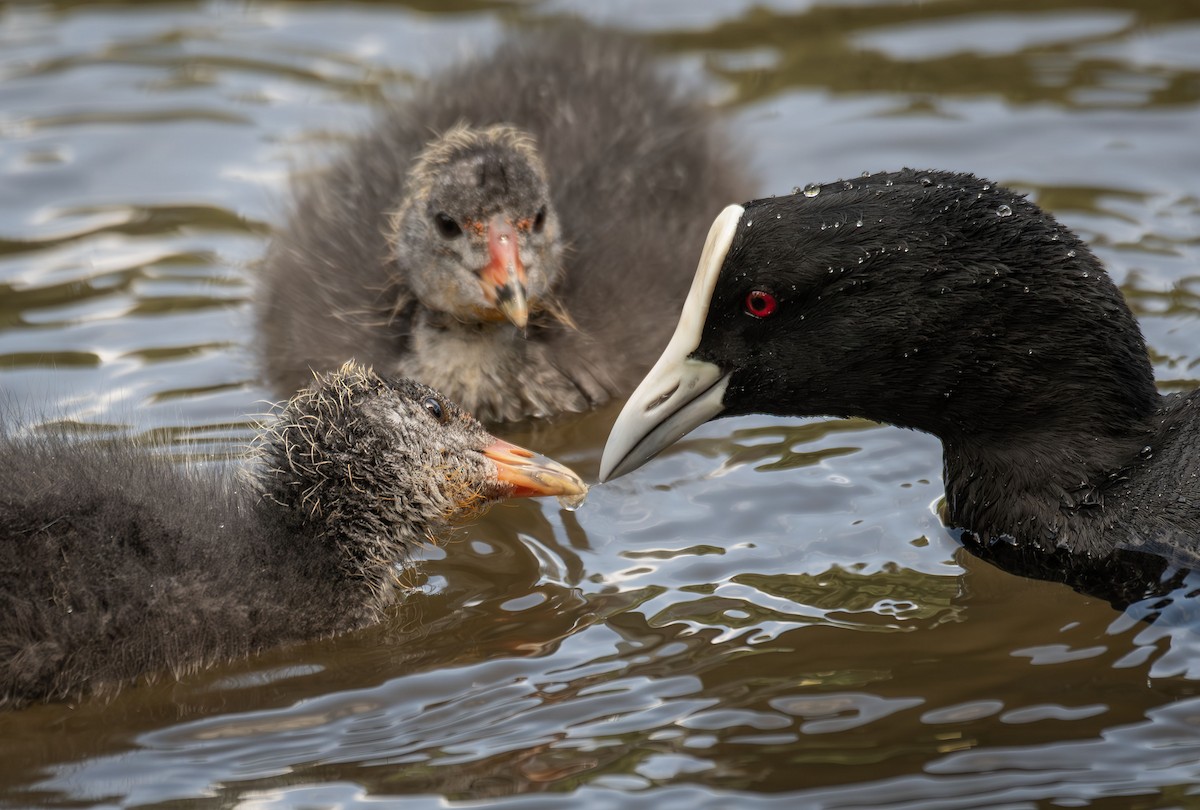 Eurasian Coot - Philip Griffin