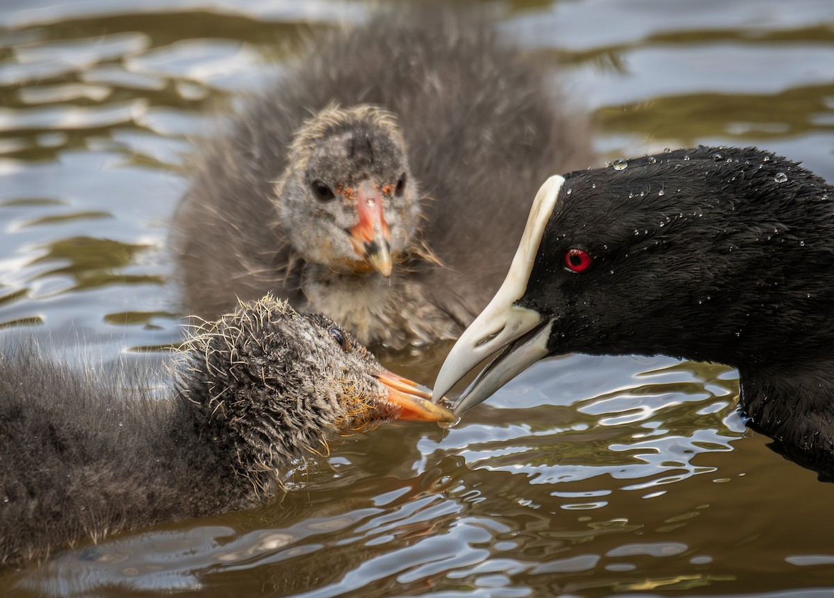 Eurasian Coot - ML619719995