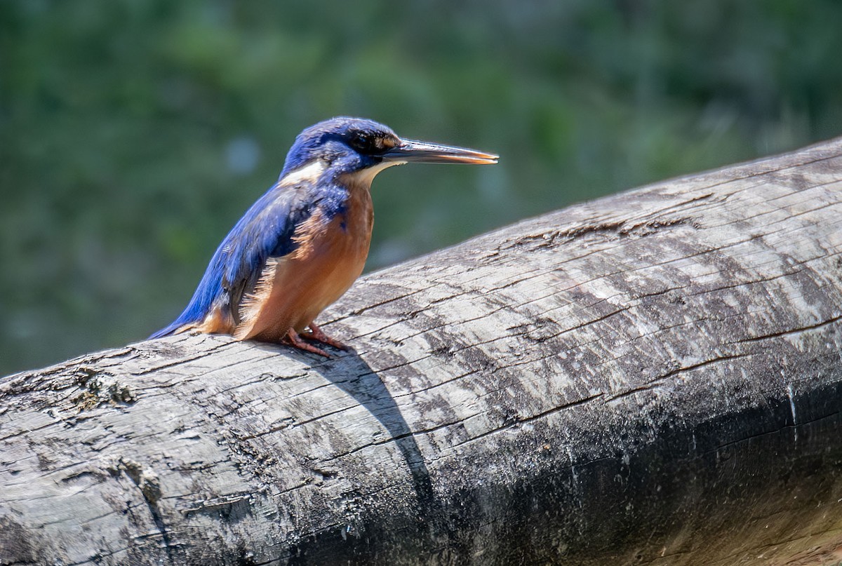 Azure Kingfisher - ML619719999