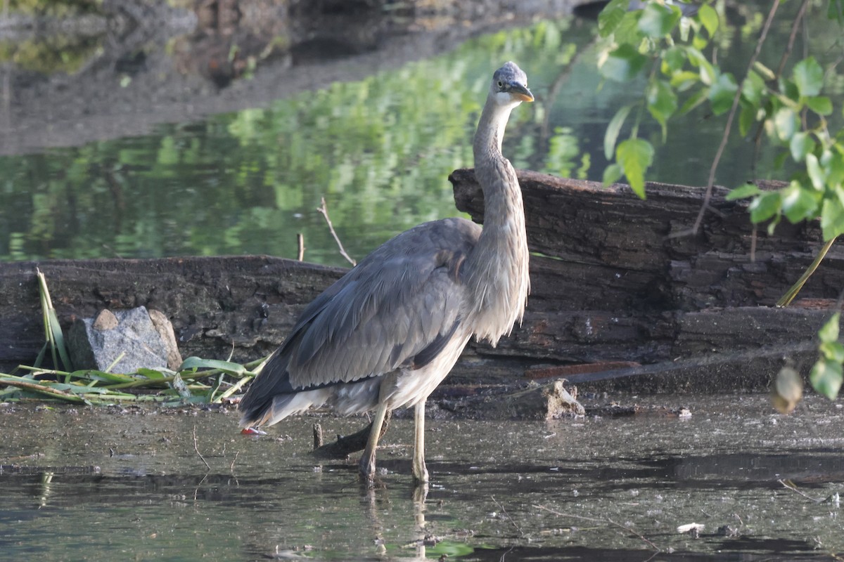 Garza Azulada - ML619720000