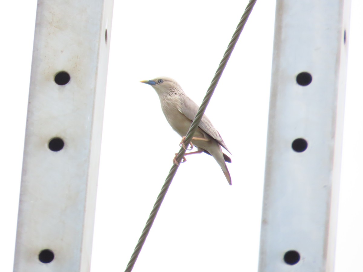 Chestnut-tailed Starling - ML619720002