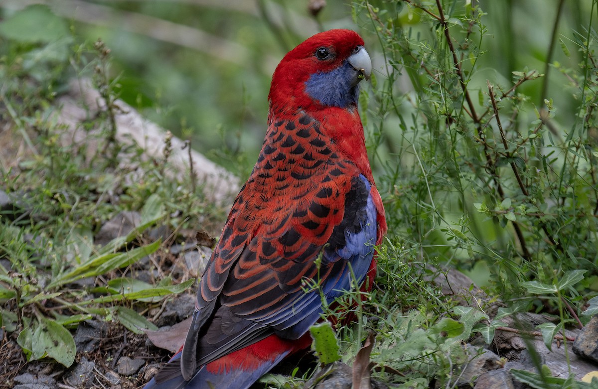 Crimson Rosella - ML619720004