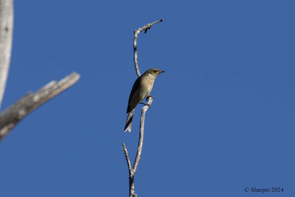 Fuscous Honeyeater - ML619720019