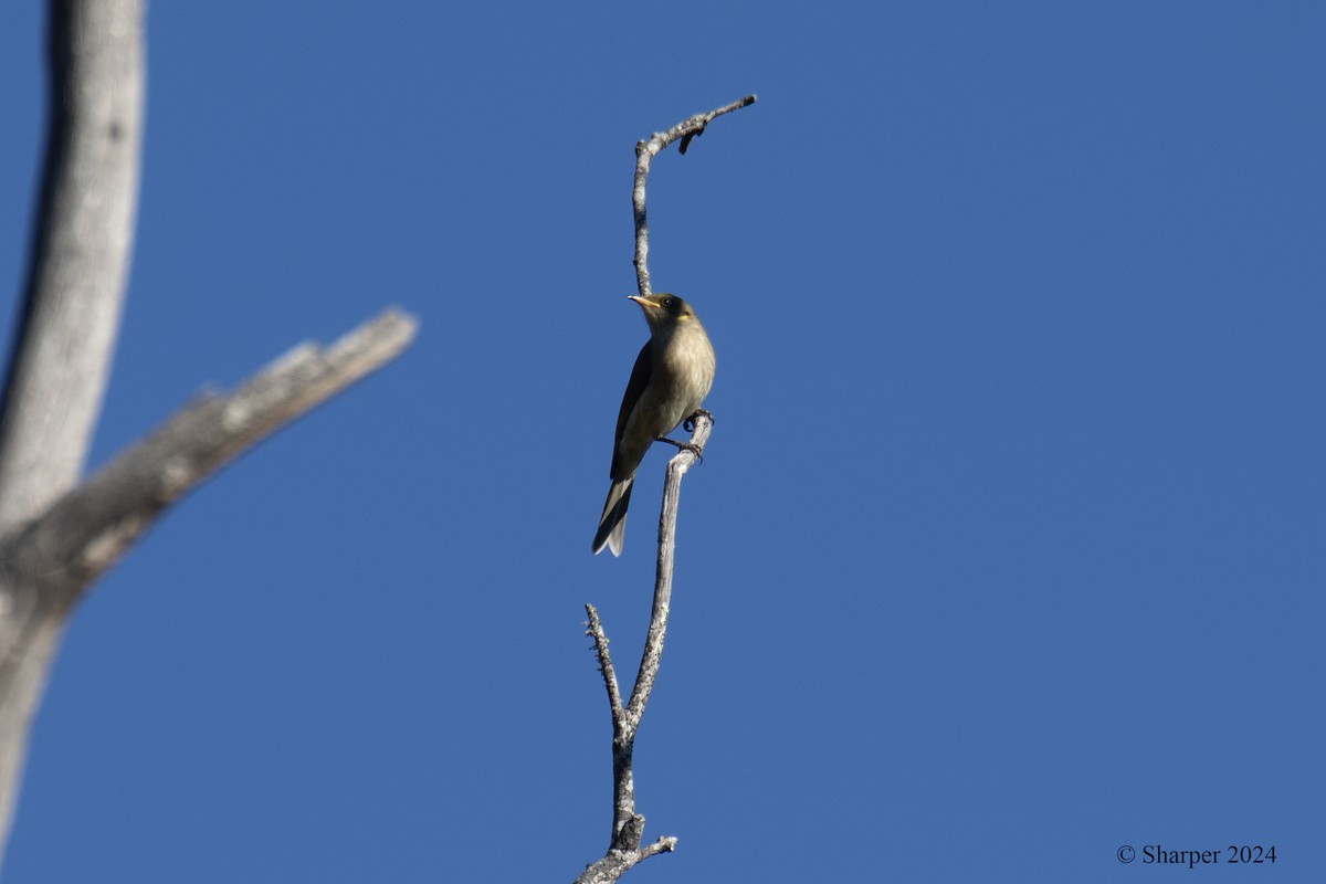 Fuscous Honeyeater - ML619720020