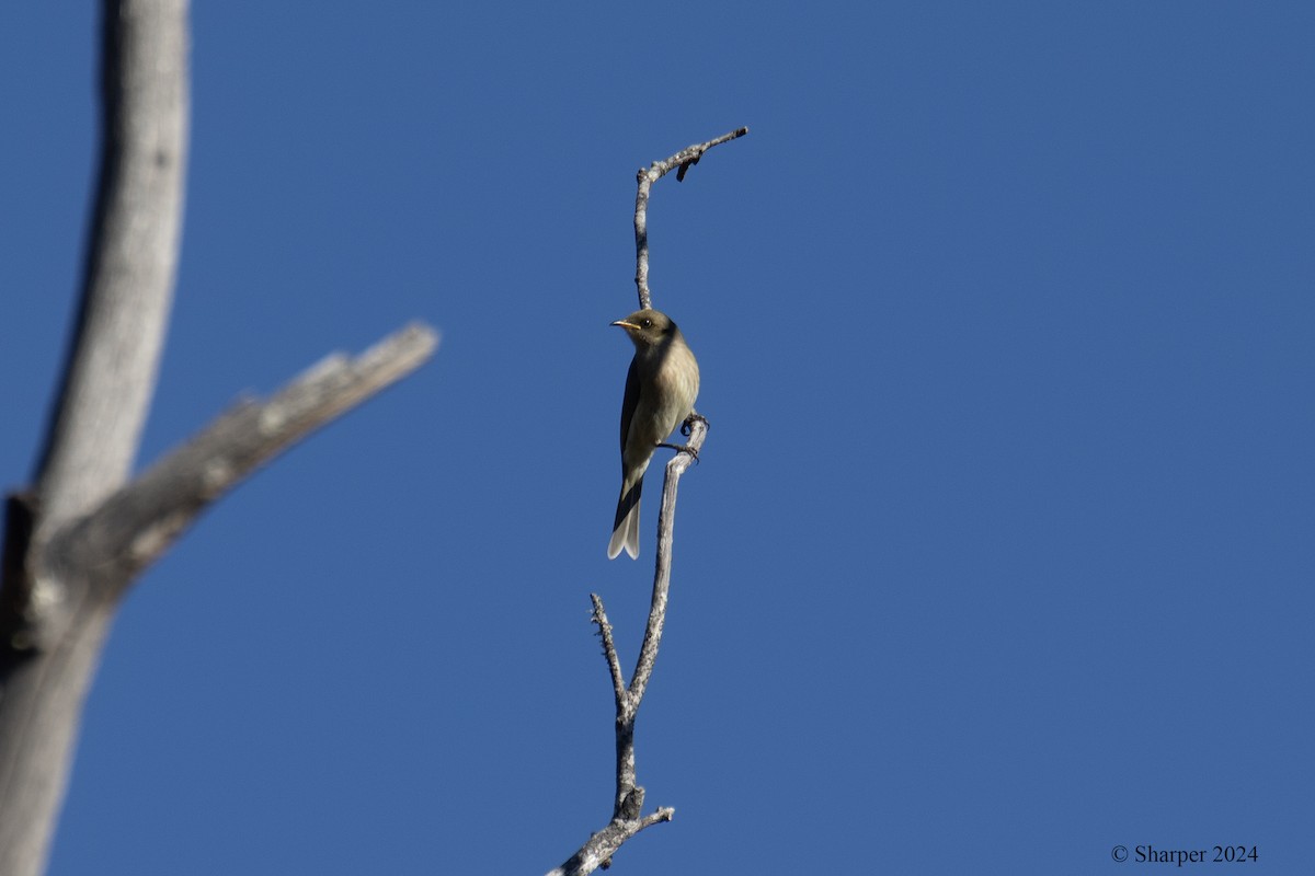 Fuscous Honeyeater - ML619720021