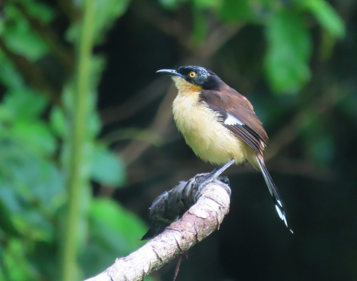 Black-capped Donacobius - sylvain Uriot