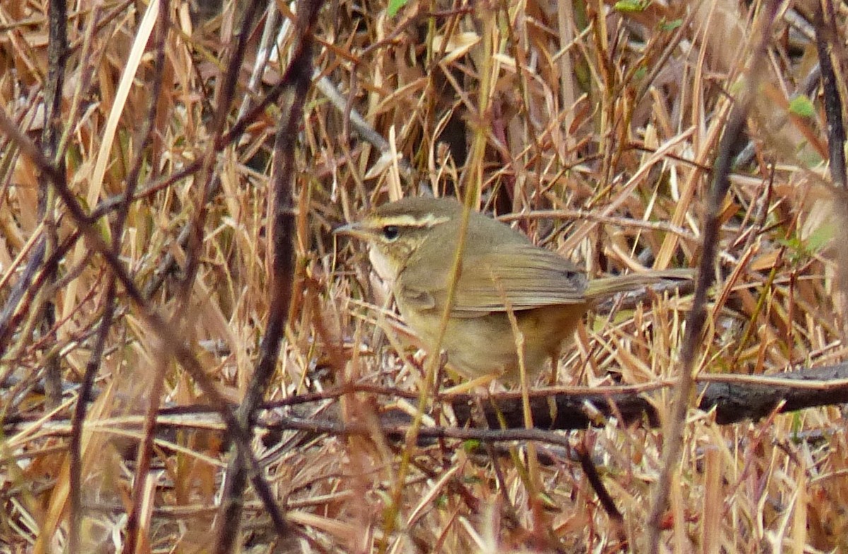 Radde's Warbler - ML619720050