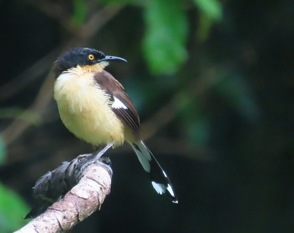 Black-capped Donacobius - ML619720052