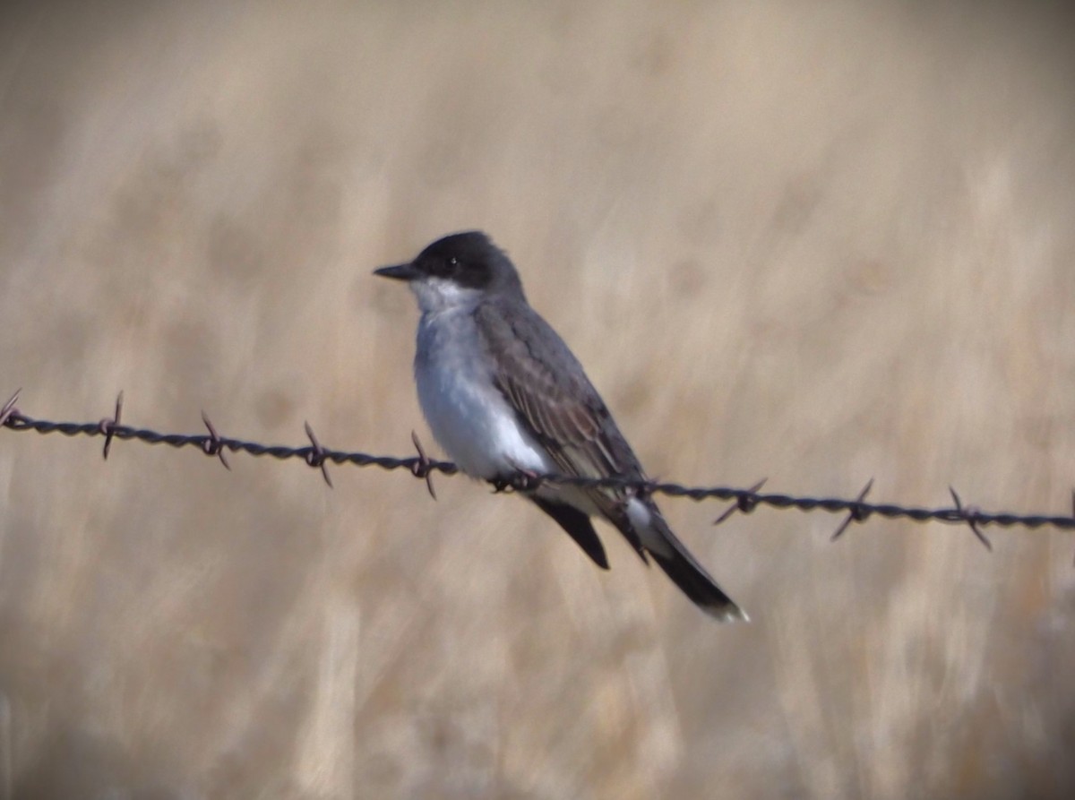 Schieferrücken-Königstyrann - ML619720068