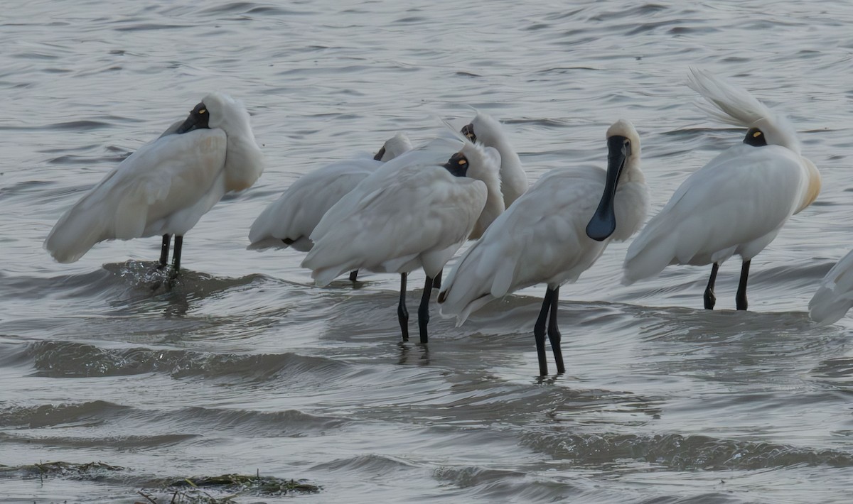 Royal Spoonbill - ML619720082