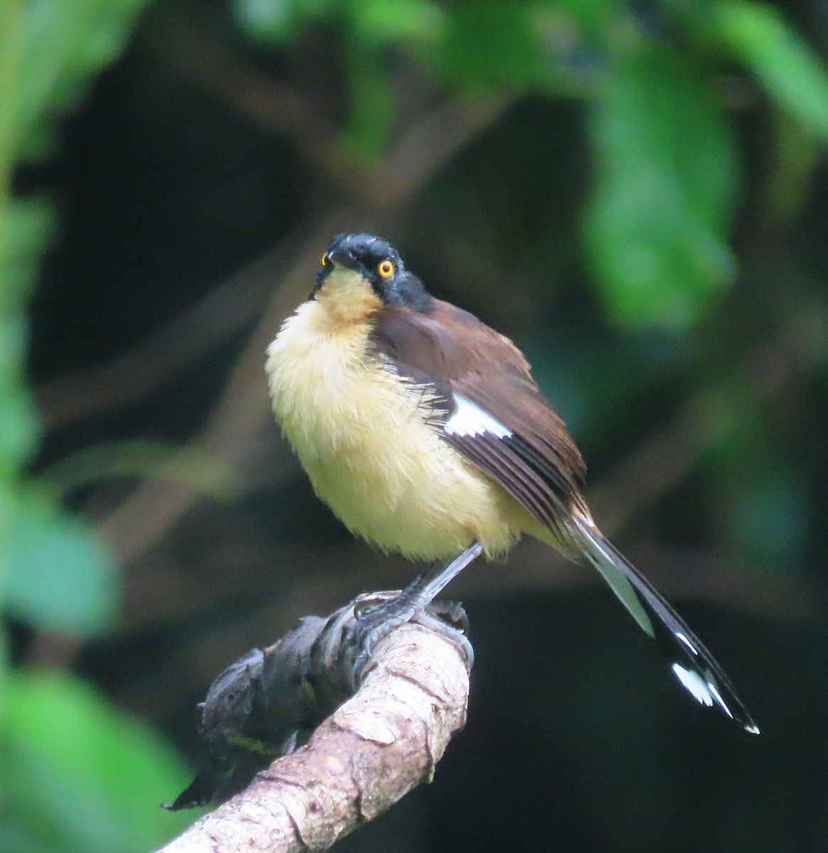 Black-capped Donacobius - ML619720085