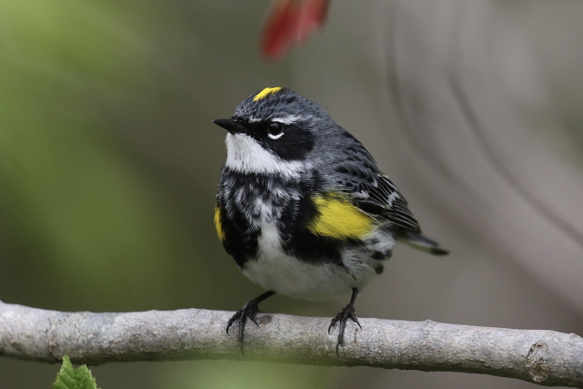 Yellow-rumped Warbler - ML619720121