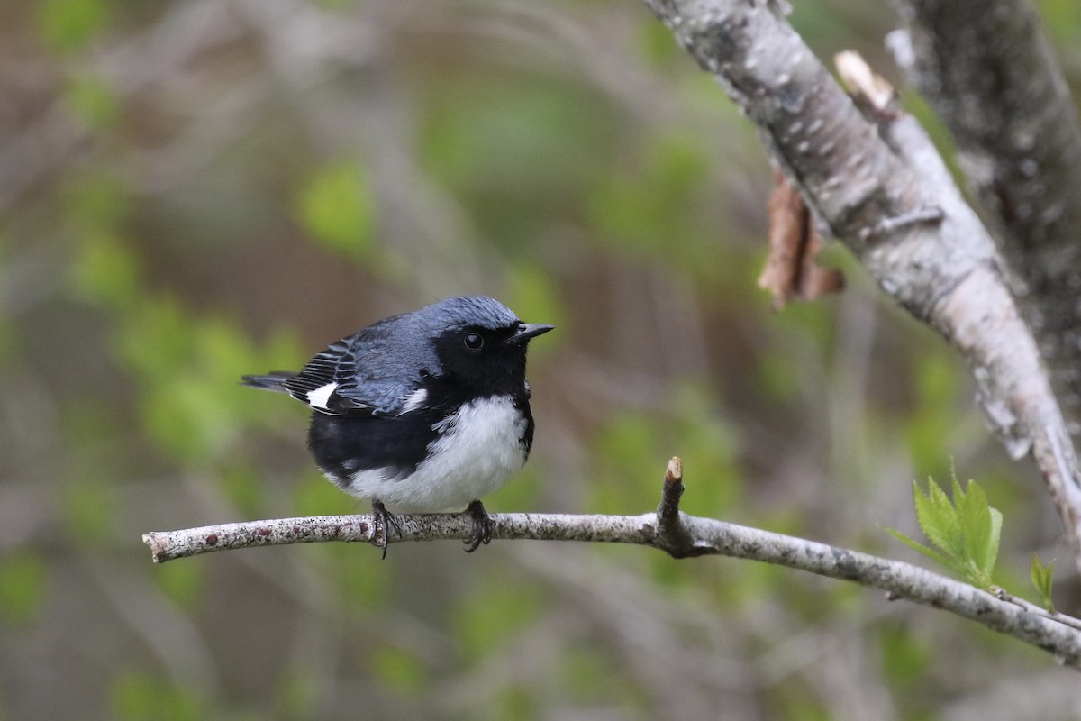 Black-throated Blue Warbler - ML619720136