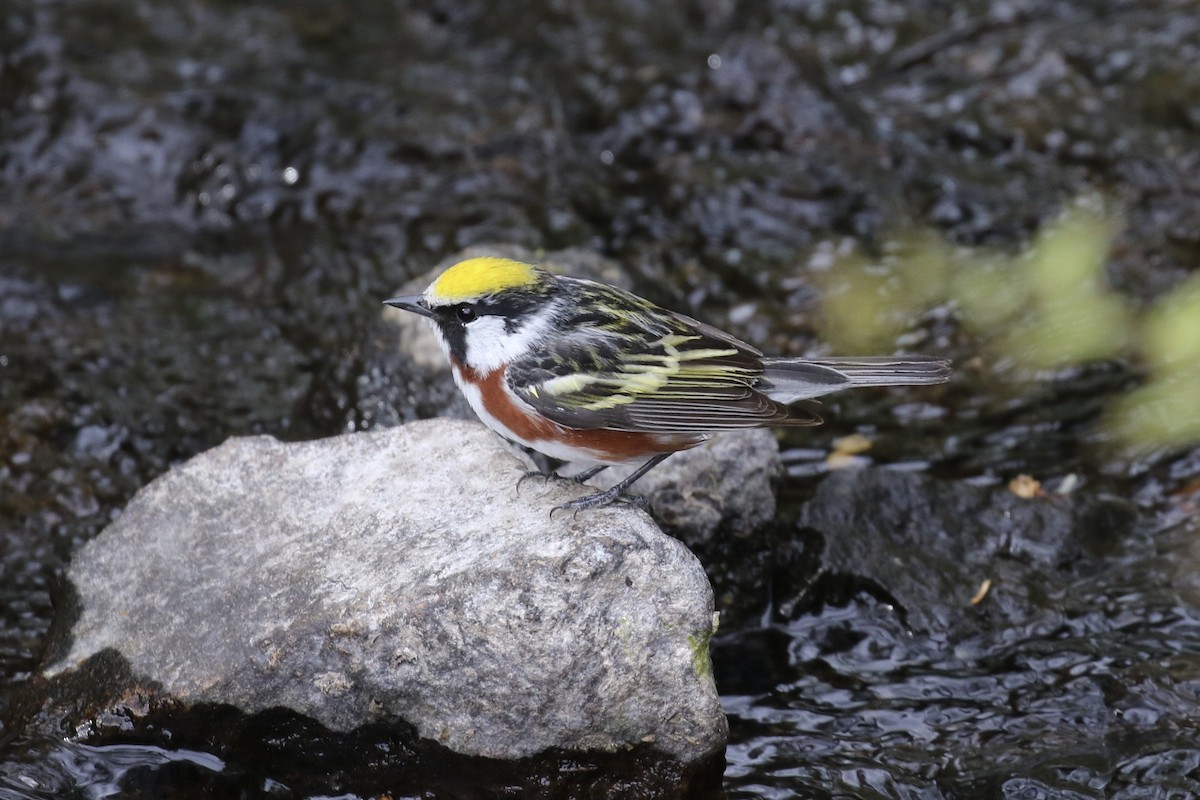 Paruline à flancs marron - ML619720164