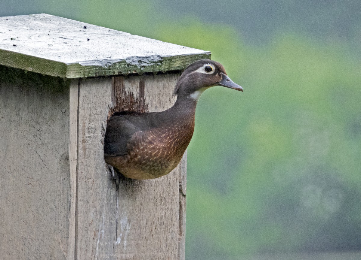 Wood Duck - ML619720178