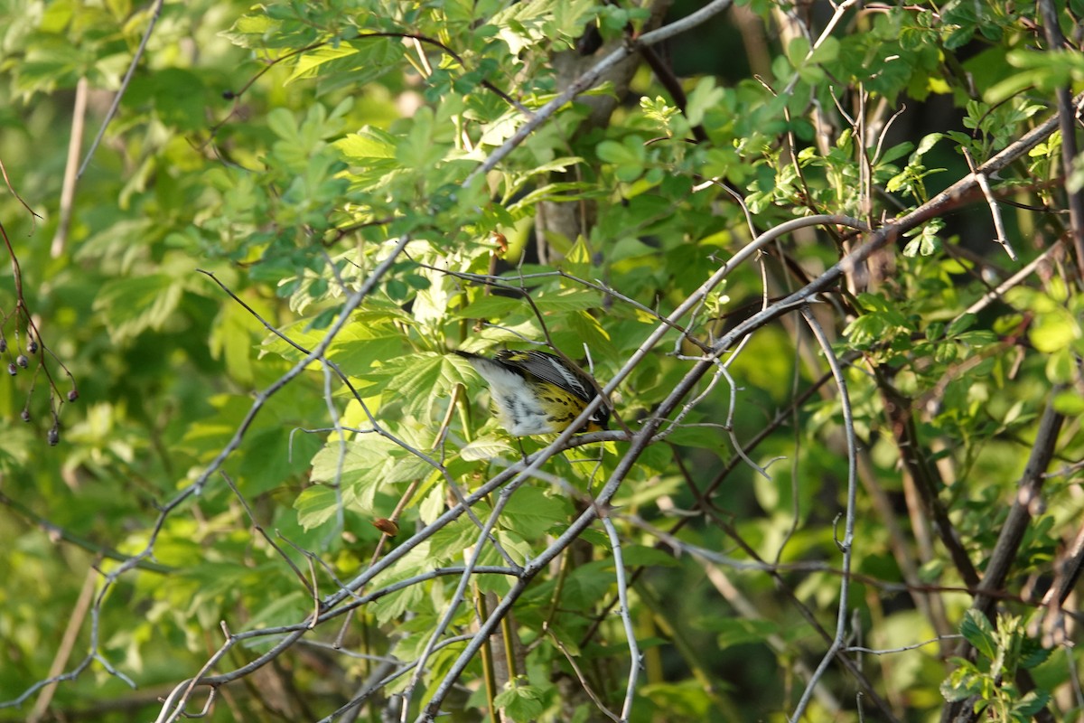 Magnolia Warbler - ML619720215