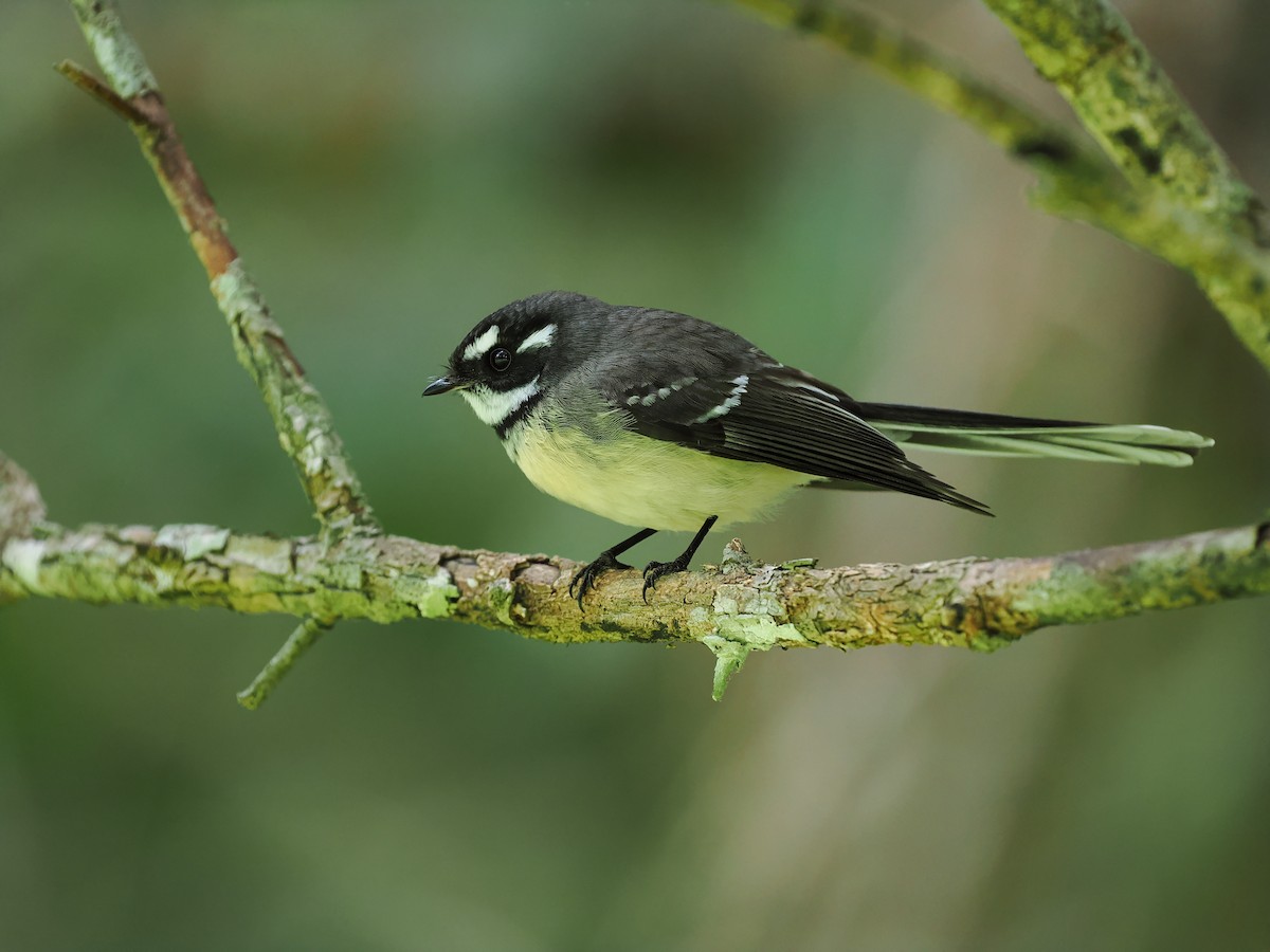 Gray Fantail - ML619720282