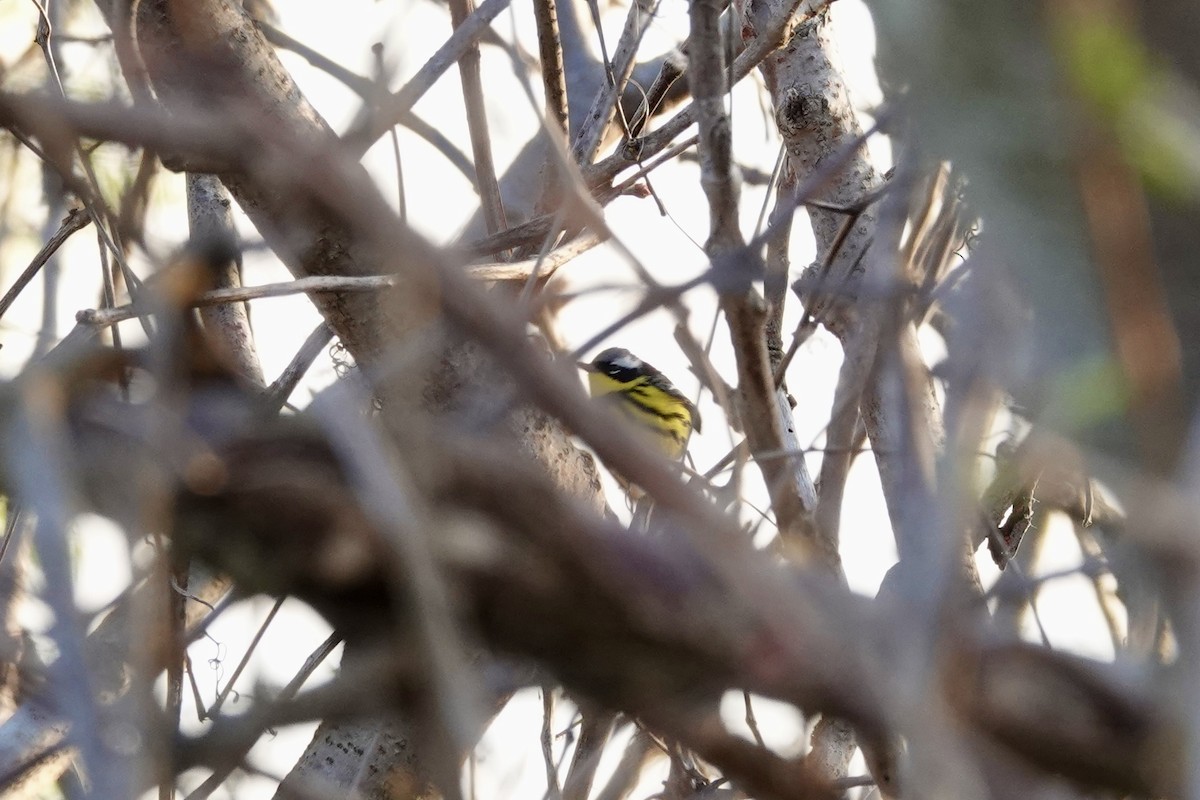 Magnolia Warbler - ML619720286