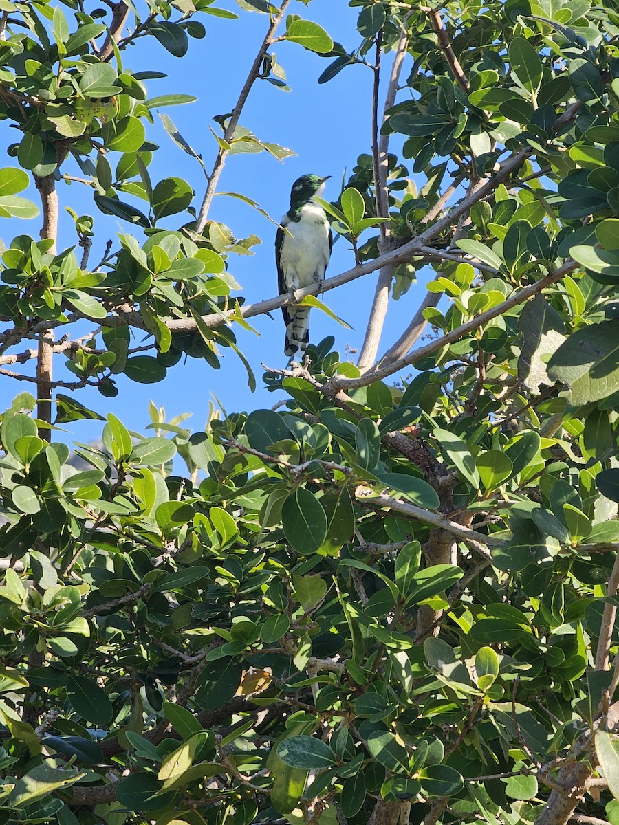 Klaas's Cuckoo - Katie Dustman