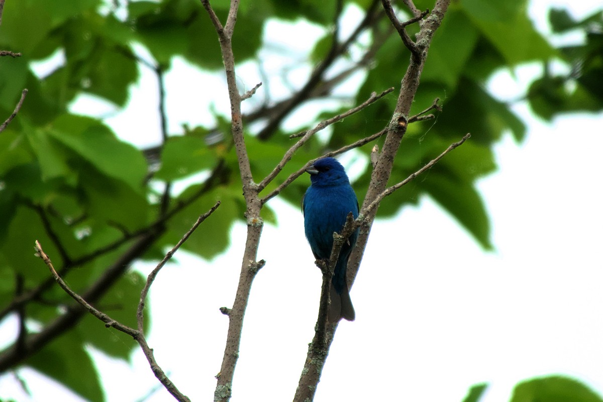 Indigo Bunting - ML619720298