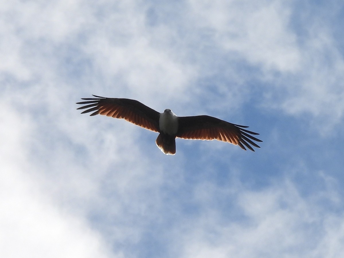 Brahminy Kite - ML619720306