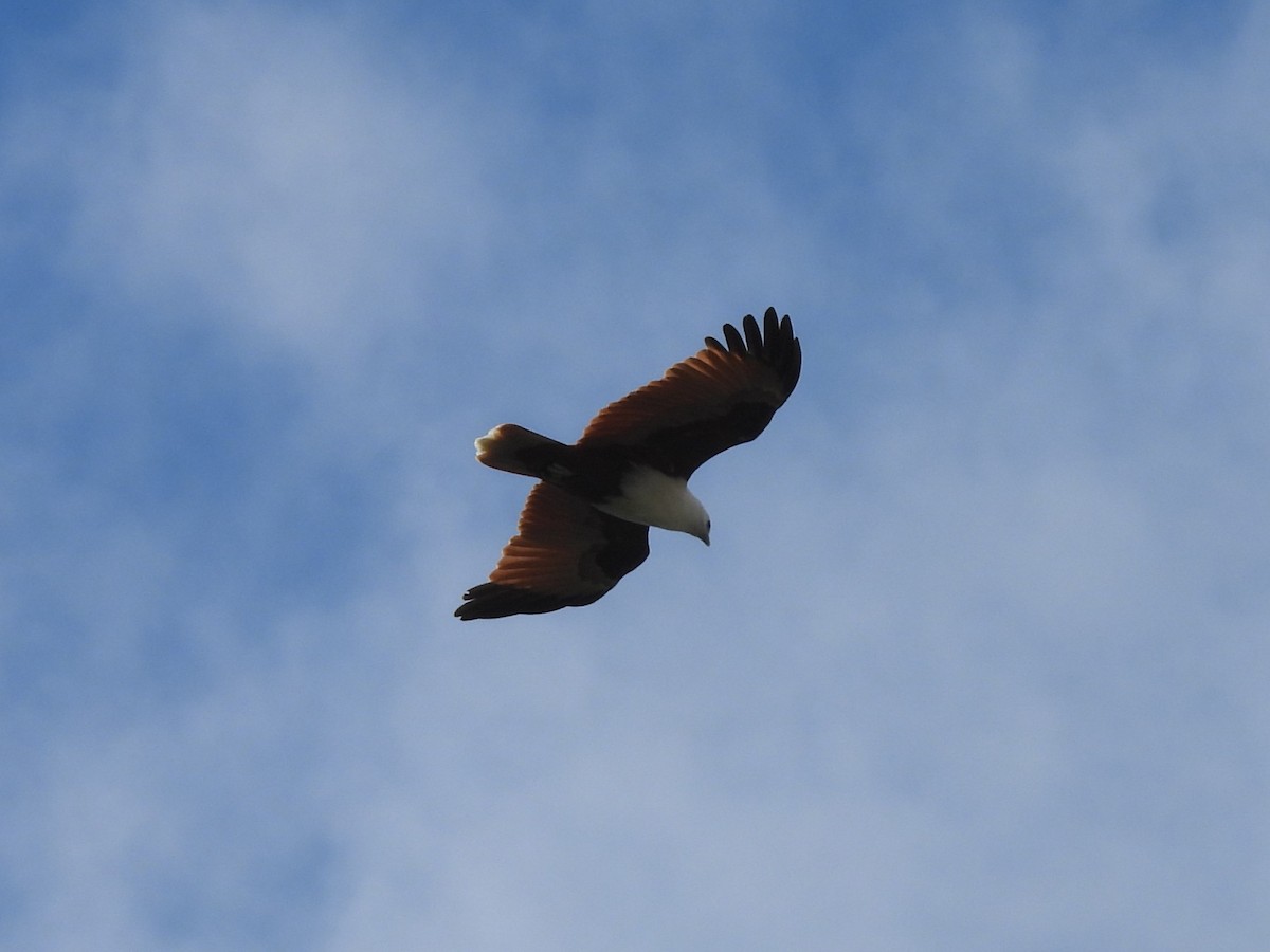 Brahminy Kite - ML619720309