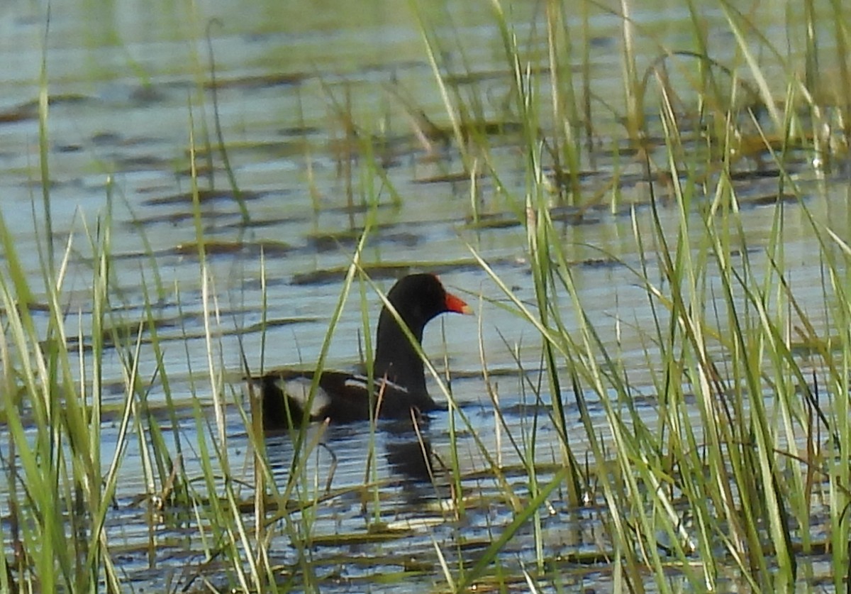 Common Gallinule - ML619720408