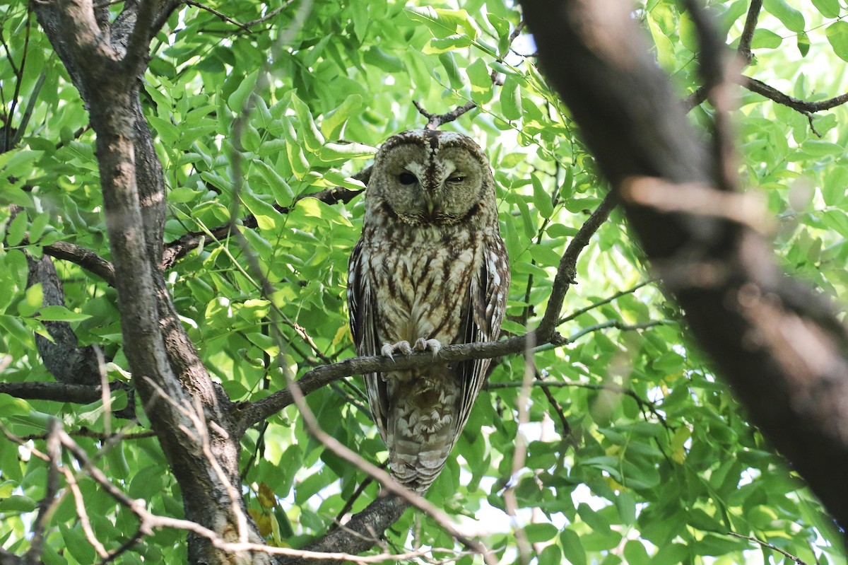 Himalayan Owl - ML619720409