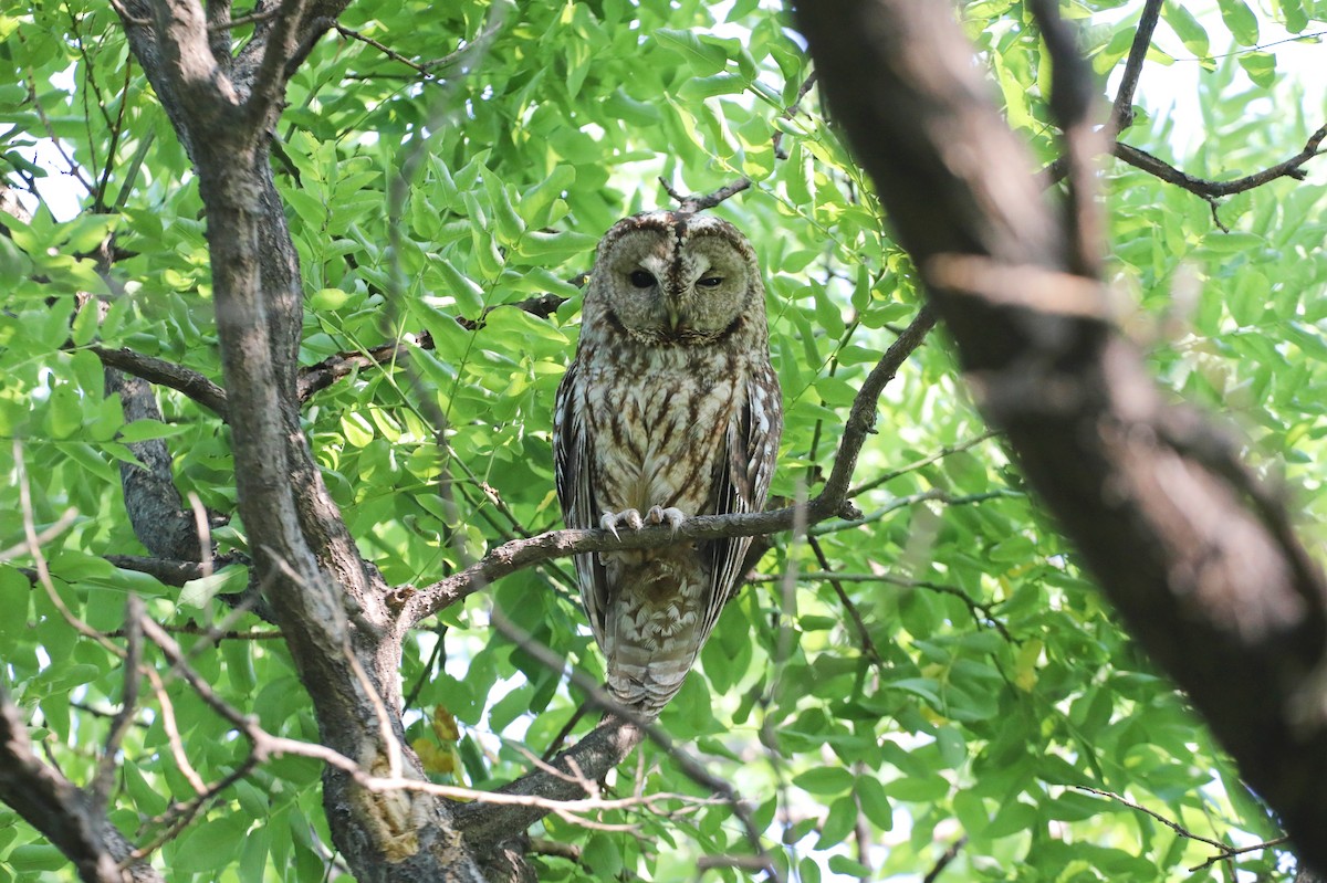 Himalayan Owl - ML619720410