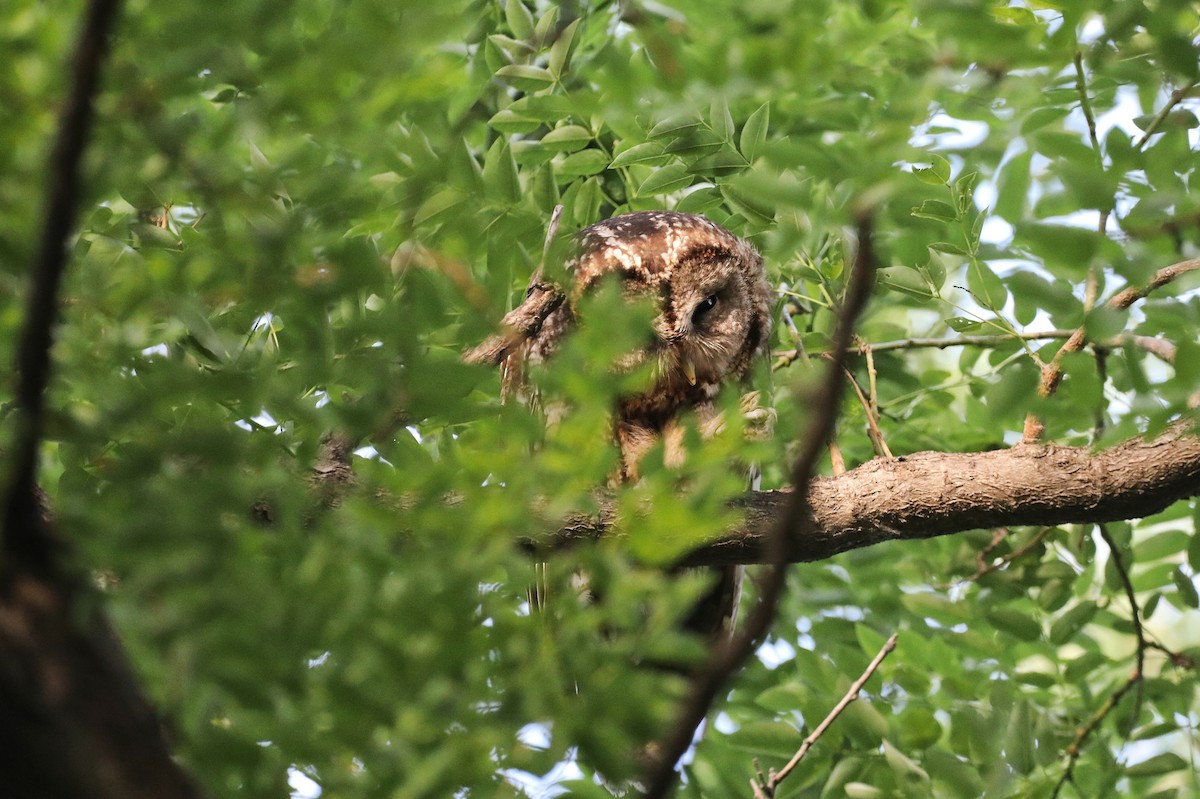 Himalayan Owl - Starlit Chen