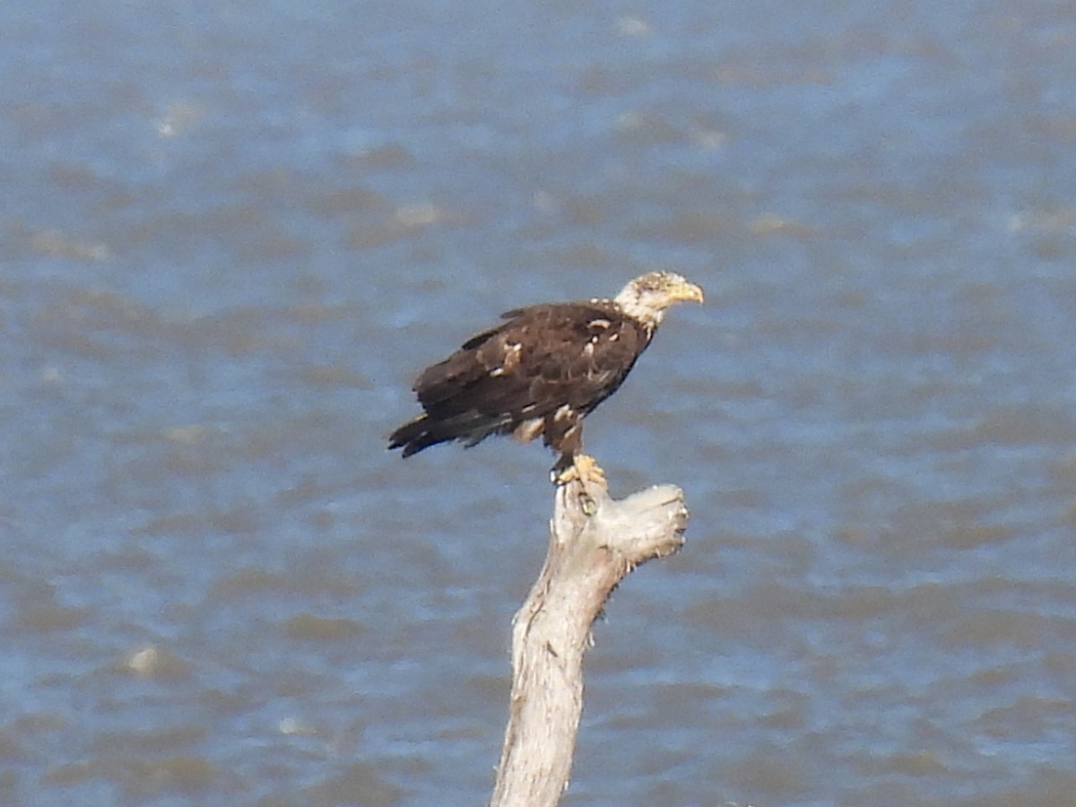 Bald Eagle - ML619720425