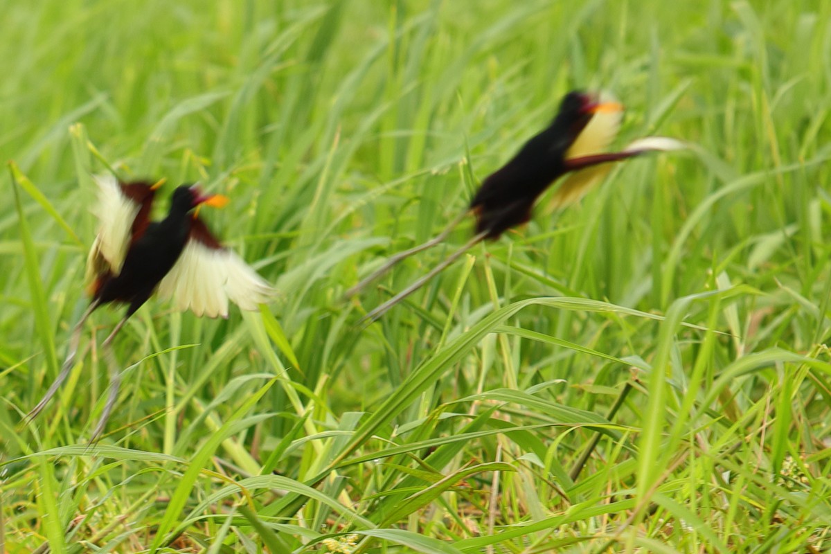 Jacana Suramericana - ML619720471