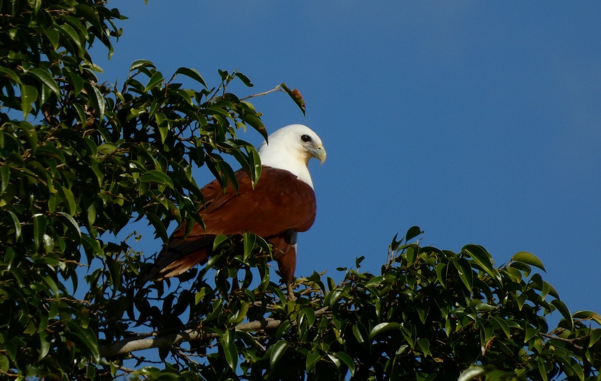 Brahminy Kite - ML619720475