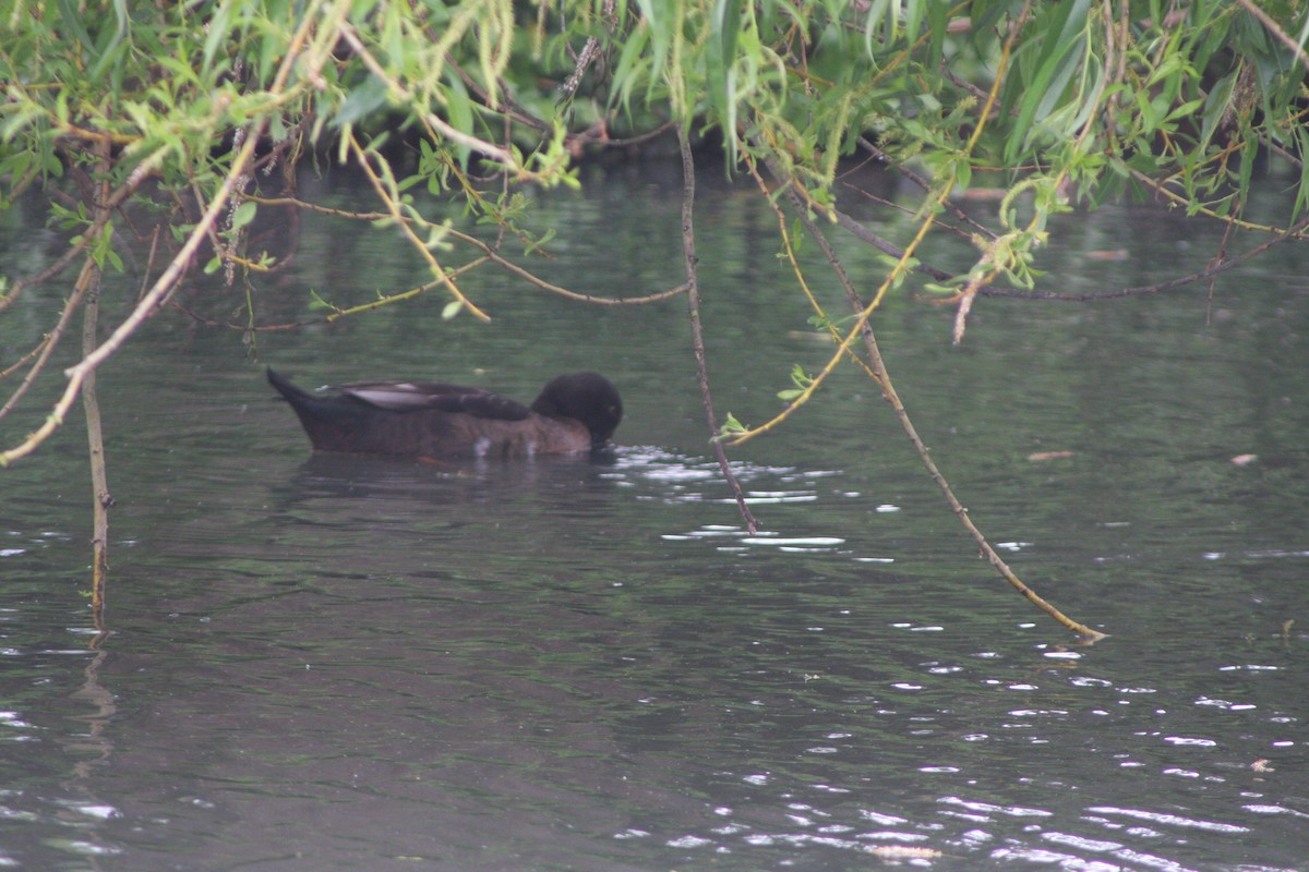 Muscovy Duck x Mallard (hybrid) - ML619720481