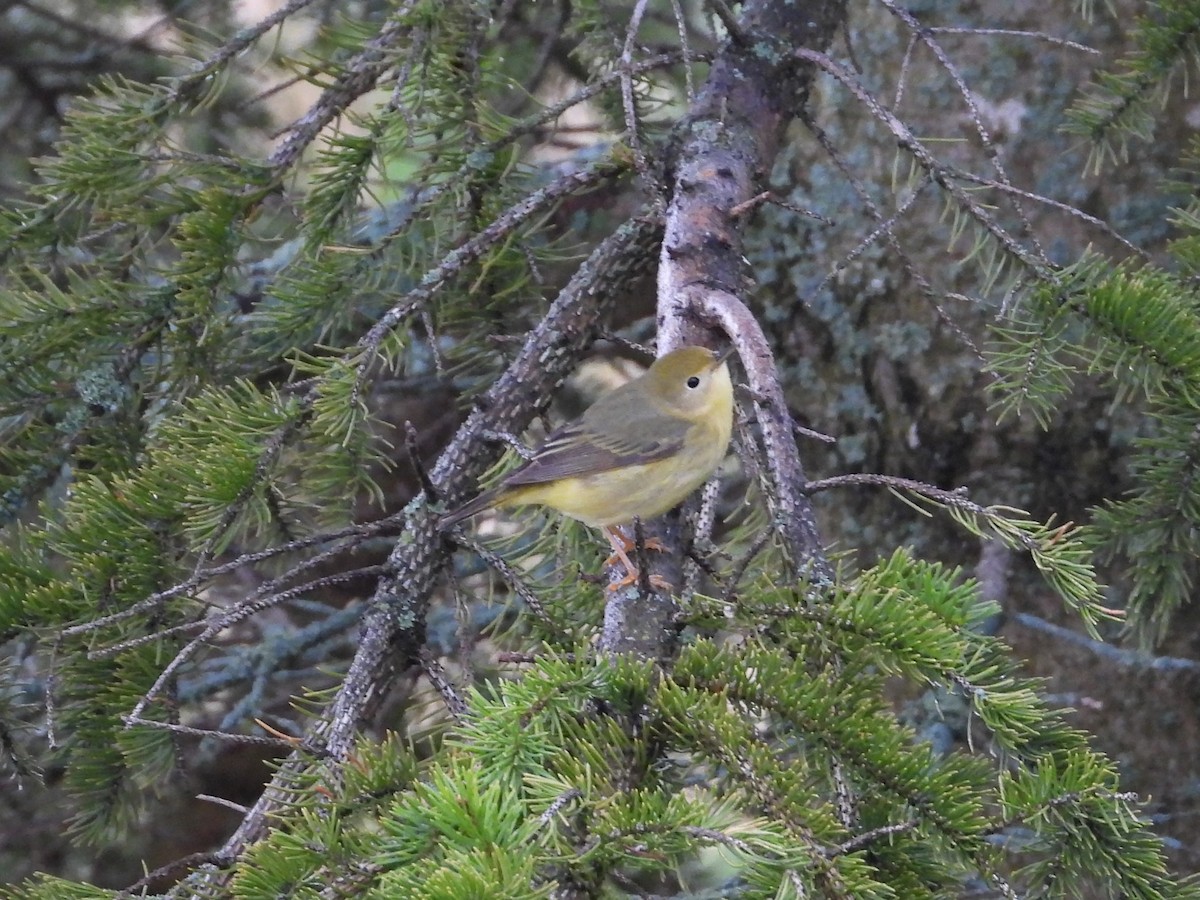 Yellow Warbler (Northern) - Jim Lind