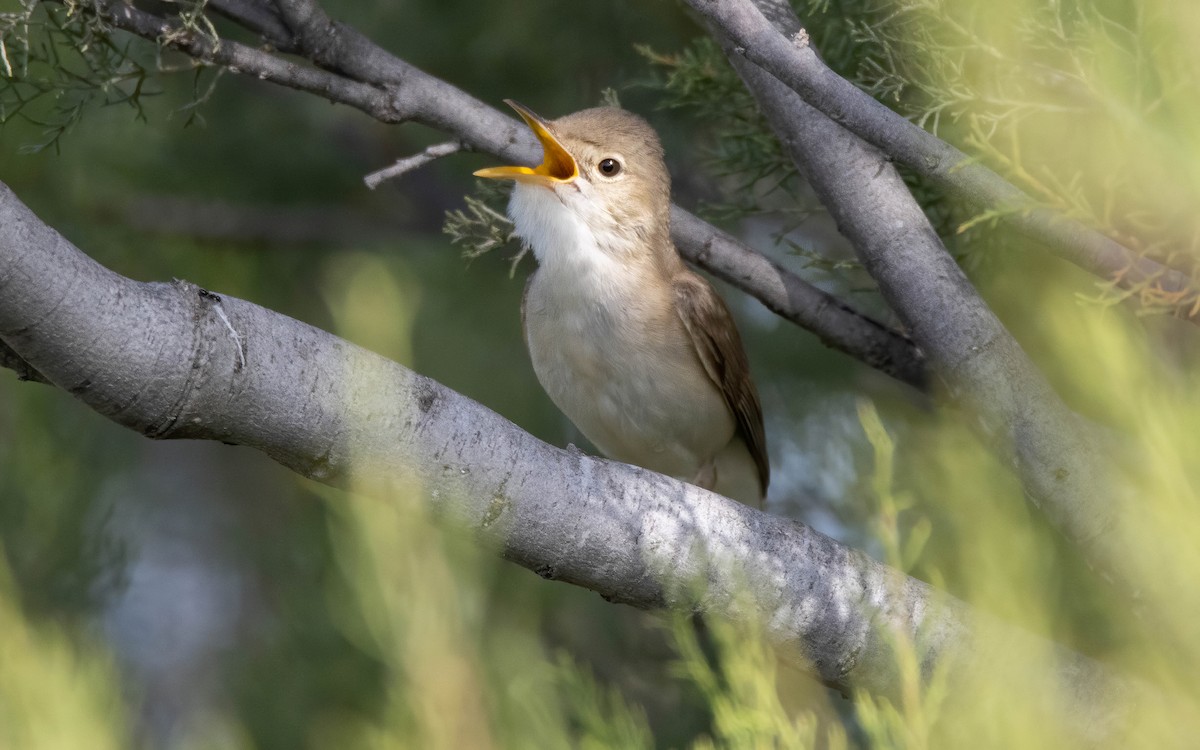 Western Olivaceous Warbler - ML619720529