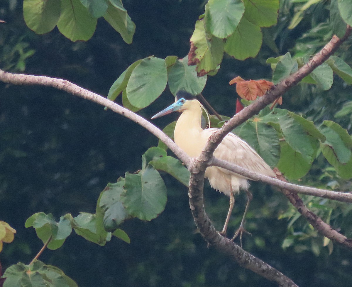 Capped Heron - ML619720552