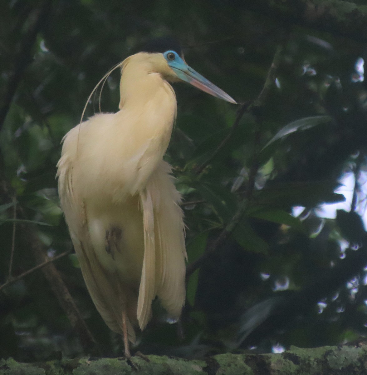 Capped Heron - ML619720554