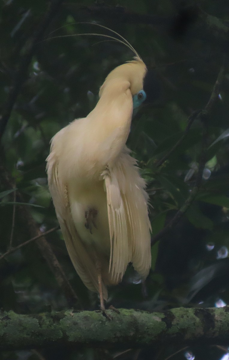 Capped Heron - sylvain Uriot