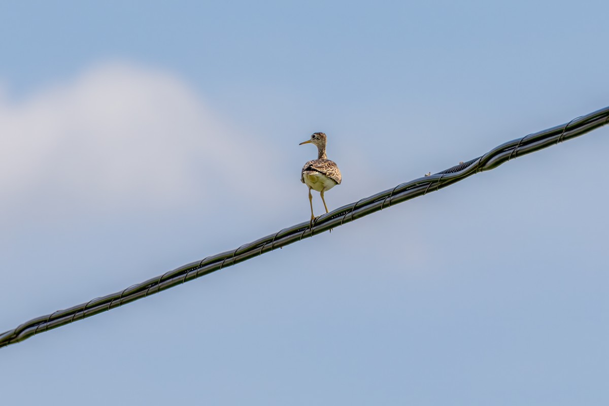 Upland Sandpiper - ML619720605