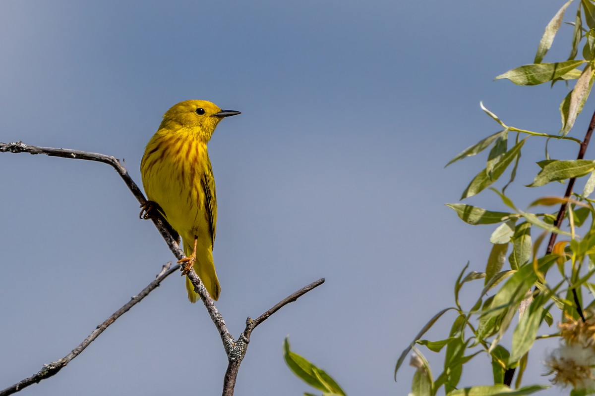 Paruline jaune - ML619720647