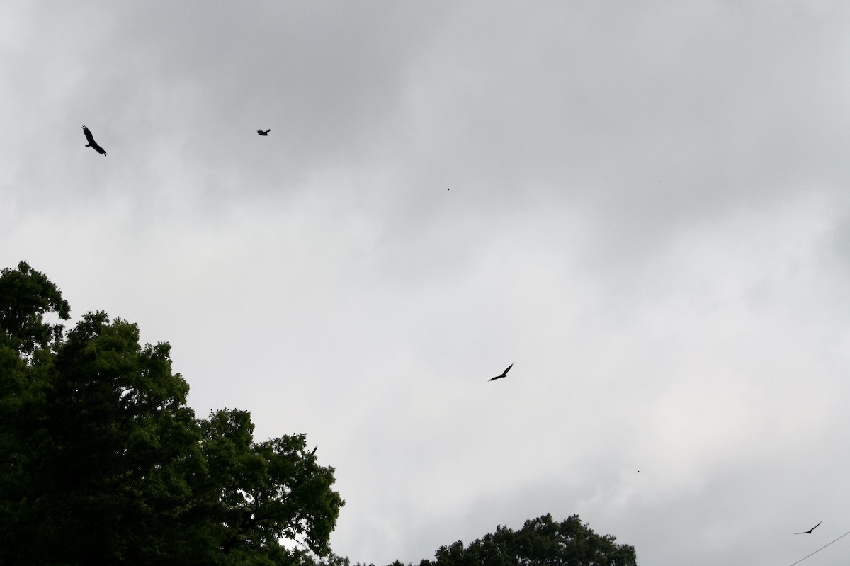 Turkey Vulture - ML619720656