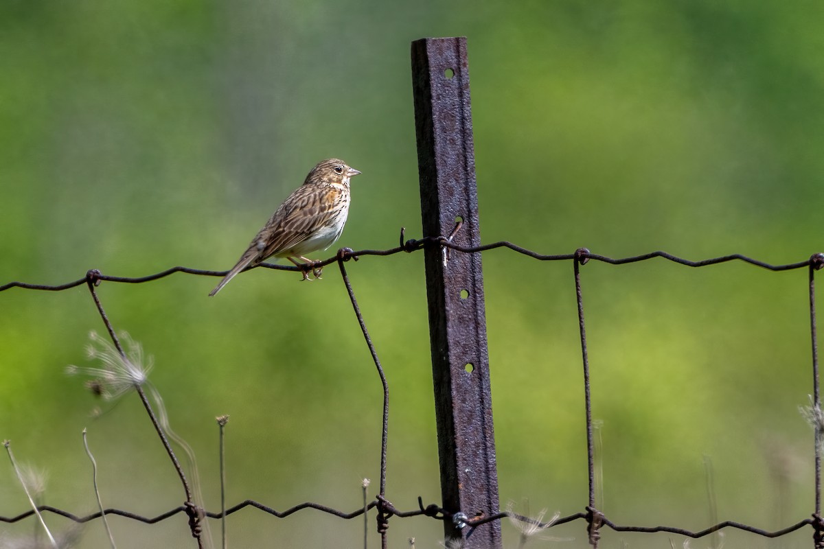 Vesper Sparrow - ML619720658