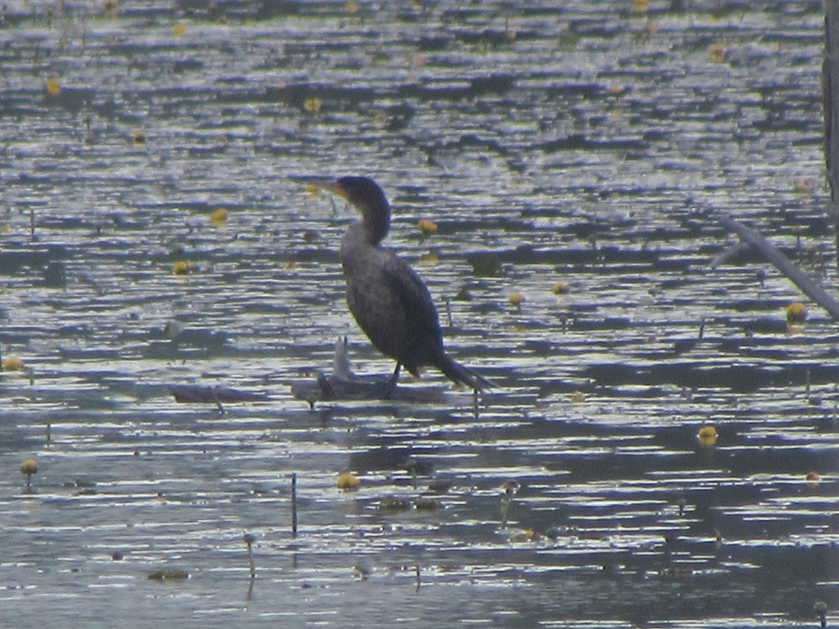 Double-crested Cormorant - ML619720664