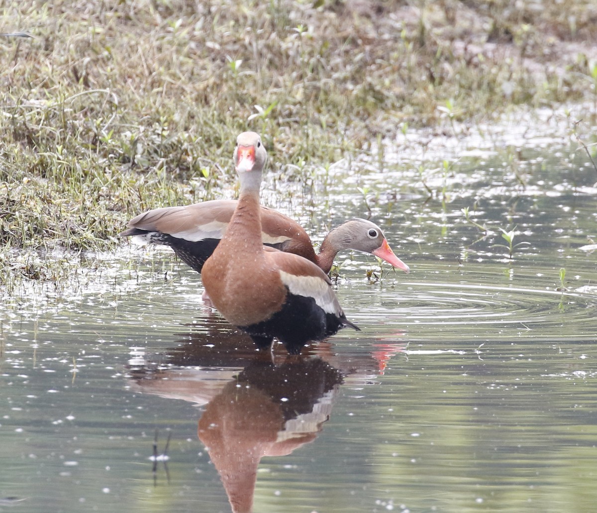 Black-bellied Whistling-Duck - ML619720668