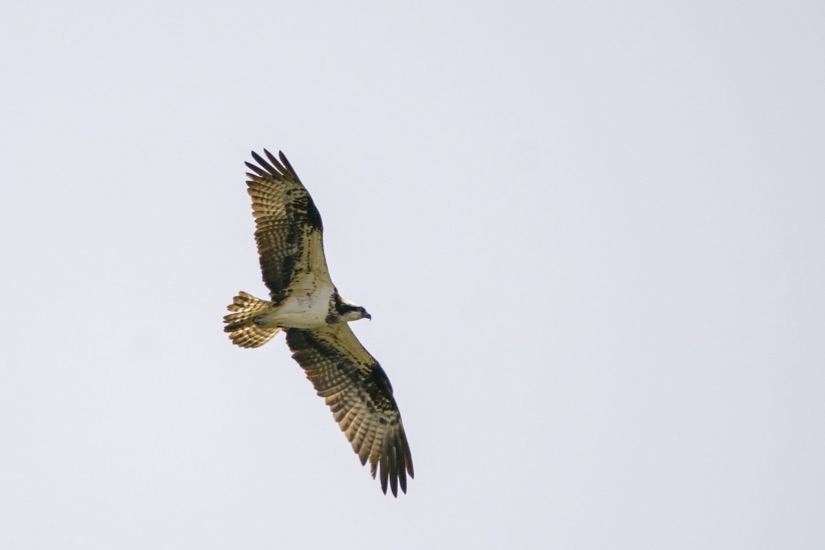 Osprey - ML619720673